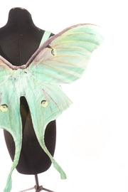 The Luna Moth Wing