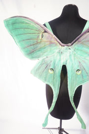 The Luna Moth Wing